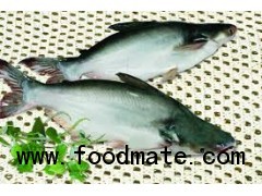 whole round pangasius