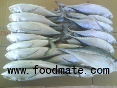Horse Mackerel Whole round
