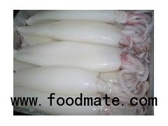 squid whole round