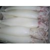 squid whole round