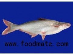 pangasius whole round