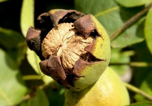 Walnut