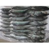 HORESE MACKEREL