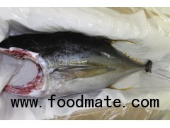 Fresh Yellow Fin Tuna