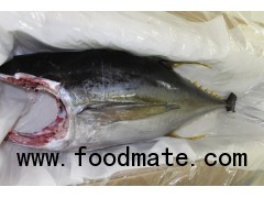 Fresh Yellow Fin Tuna