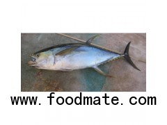 Yellow fin Tuna GG