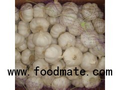 normal white garlic