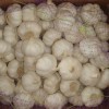 normal white garlic