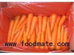 fresh carrot