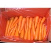 fresh carrot