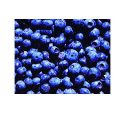 blueberry 