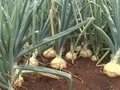 Tasmania expects good onion season