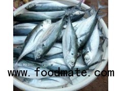 Horse Mackerel