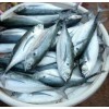 Horse Mackerel