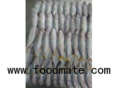 Indian Mackerel