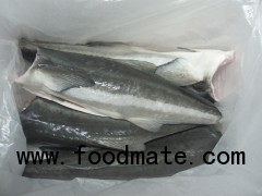 Cobia