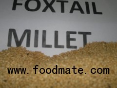 foxtail millet