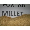 foxtail millet