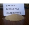 barnyard millet rice