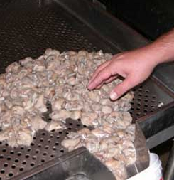 oysters