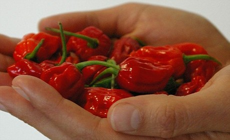  Dorset Naga chillies