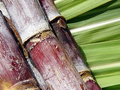 Global Sugar Prices to Remain Under Pressure