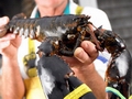 Canada lobster industry to launch brand campaign