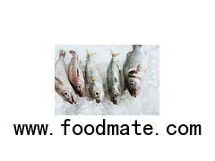 Fresh Fish Cod