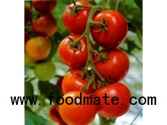 tomato