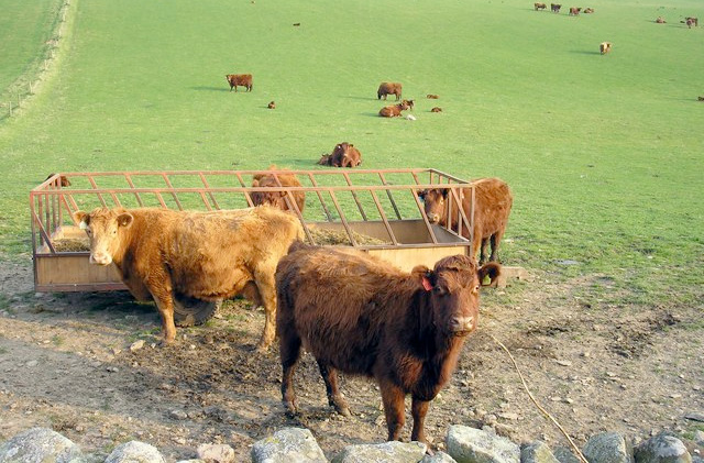 cattle