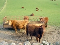 Figures show 'very little' increase in Polish beef imports