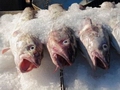 Norway Intensifies Cod Efforts in US