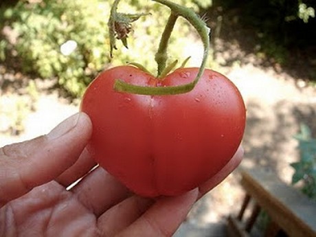 Heart shaped foods