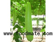 bottle gourd