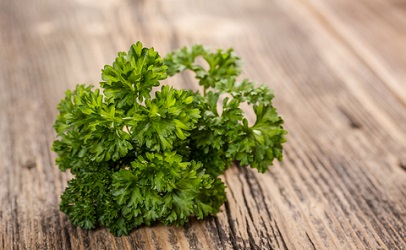 Curly Parsley