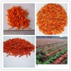 dehydrated carrot granule