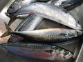 Mackerel prices high on low supply