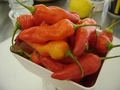 Peru looks to export US$239 million of chilli peppers