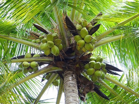 coconut