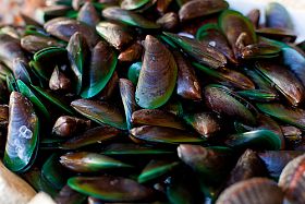 Mussel 