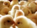 British poultry producers unhappy with market growth