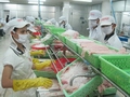 Vietnam’s catfish exports to the US still safe this year