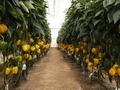 Mexico vegetable exports going through rough patch