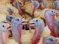 Eurodon increases turkey meat production in Russia