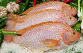 tilapia breeding