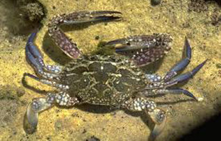 blue swimming crab