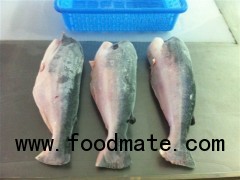 Sell: Frozen pangasius HGT - headed, gutted & tailed