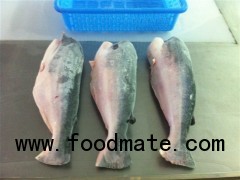 Sell: Frozen pangasius HGT - headed, gutted & tailed