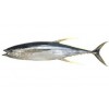 YELLOWFIN TUNA WHOLE ROUND