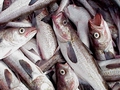 Alaska pollock processors seek MSC recertification